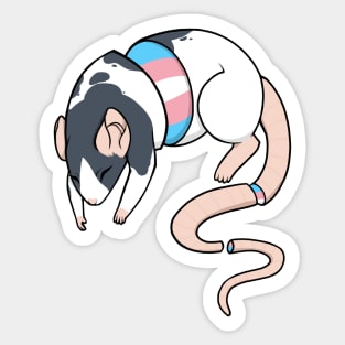 Transgender Pride Rat Sticker